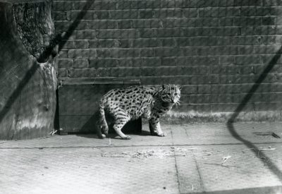 A Fishing Cat at London Zoo, July 1921 by Frederick William Bond